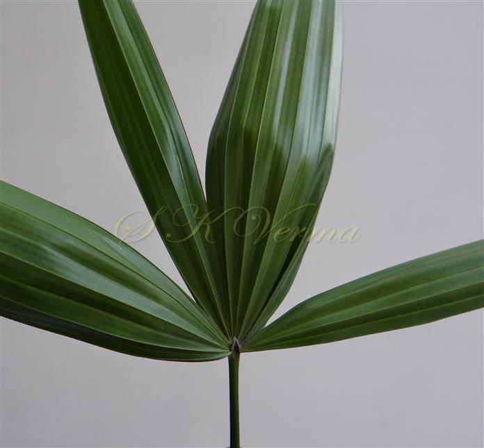  Leaf with 4 segments